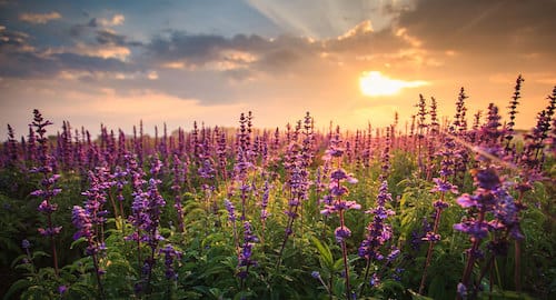 Image showing the beauty in the creation of God.