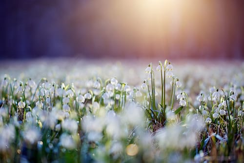 Image showing the beauty in the creation of God.