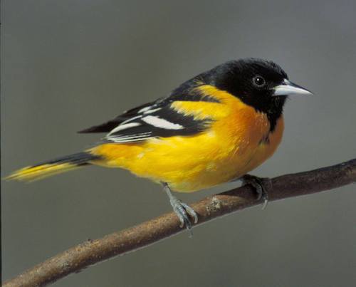 Image showing the beauty in the creation of God.