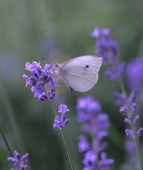 Image showing the beauty in the creation of God.