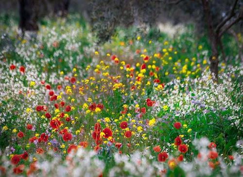 Image showing the beauty in the creation of God.