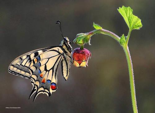 Image showing the beauty in the creation of God.