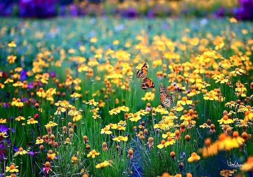 Image showing the beauty in the creation of God.